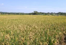 Kementan RI Soroti 13 Ribu Hektare Sawah di Kaltim Belum Produktif